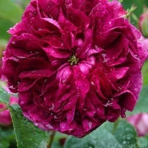 Charles de Mills (Bizarre Triomphant)