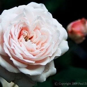 Coquette des Blanches