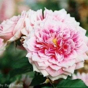 The Dahlia Rose