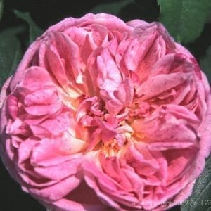 Duchesse de Brabant