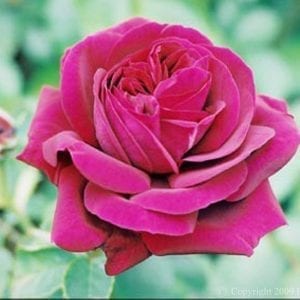 Rose du Roi of Commerce