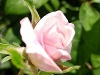 Cecile Brunner, Everblooming Spray Form