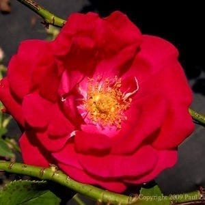 General Jacqueminot (General Jack)