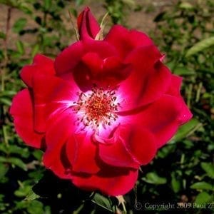 Gloire des Rosomanes