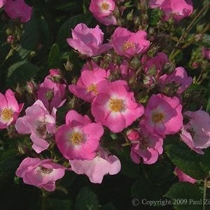 Heinrich Conrad Soth