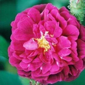 Henri Martin (Old Red Moss)