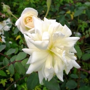 Manchester Guardian Angel