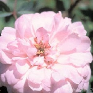 Jacque Cartier (Marchesa Boccella)