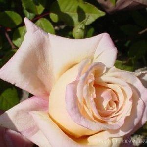 Mlle Franziska Kruger