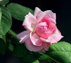 Mme Wagram Comtesse de Turenne