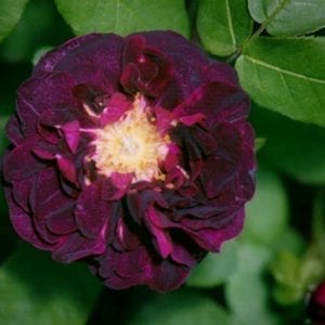 Orpheline de Julliet