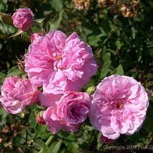 Pink Pet Cl (Caldwell Pink, Cl)