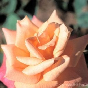 President Herbert Hoover Cl.