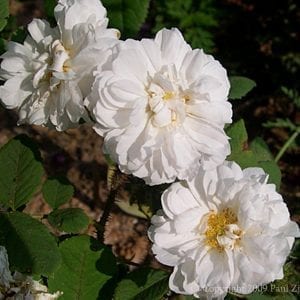 Quatre Saison Blanc Mosseau