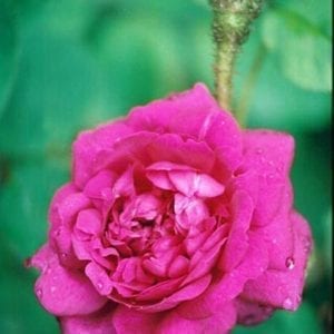 Mme de la Roche-Lambert