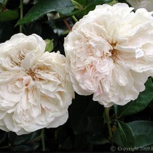 Sombreuil (Colonial White)