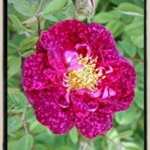 Song of the Stars™