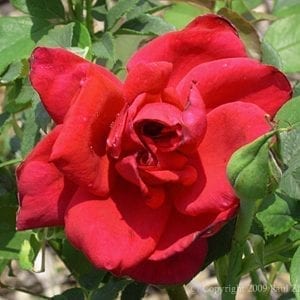 Souvenir de Claudius Denoyel