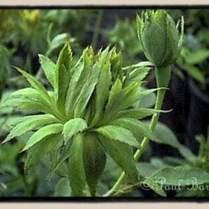 Green Rose (Viridiflora)