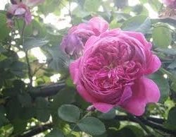 Wretham Rose