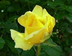 Yellow Queen Elizabeth